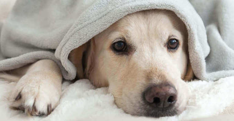 Medivet-Dog-Blanket