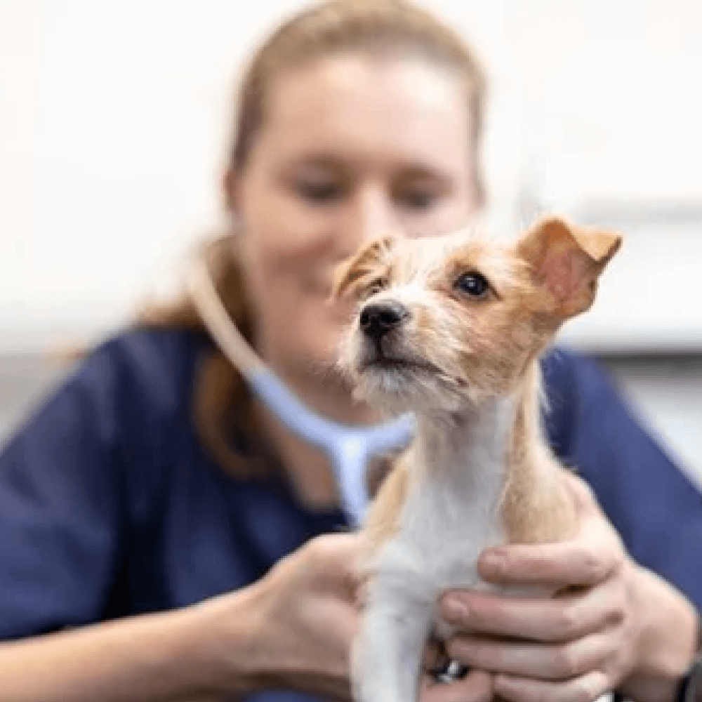 A veterinary professional gently holds a small dog in a clinical setting, providing care and attention to the animal. The dog appears alert and engaged, reflecting a nurturing atmosphere.