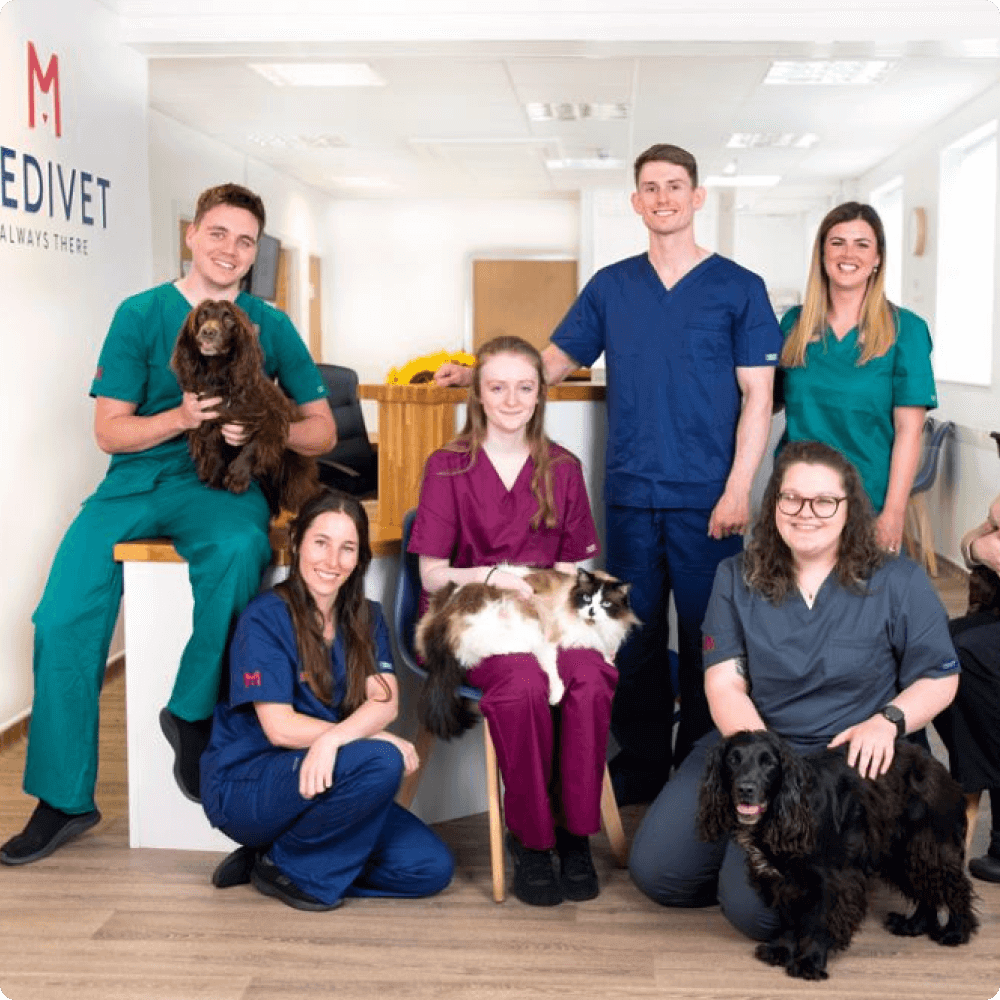 A veterinary team poses in a welcoming clinic environment, showcasing their diverse expertise and love for animals, with staff members holding pets and wearing scrubs in various colors.