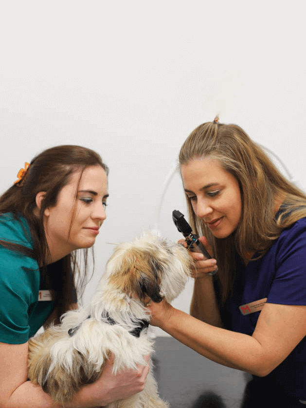 Medivet