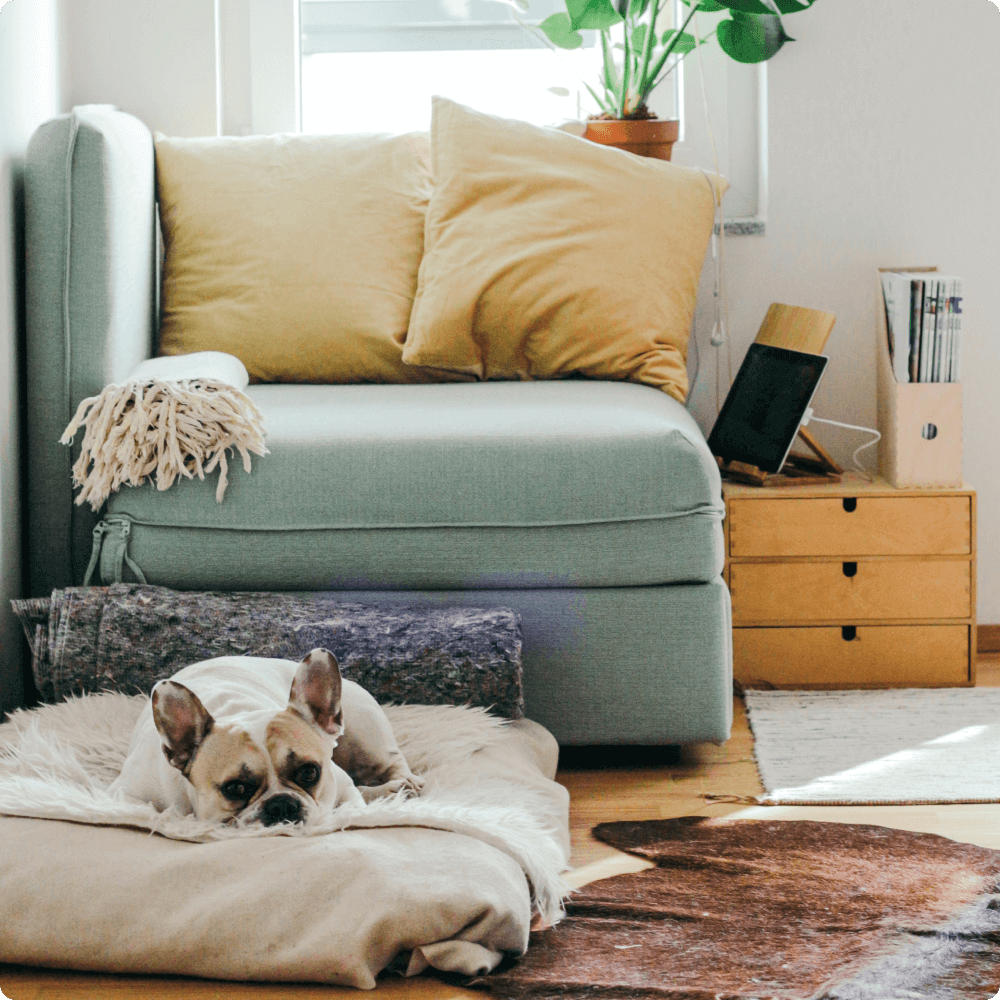 A cozy living space featuring a light blue armchair adorned with yellow pillows, alongside a French Bulldog resting on a soft pet bed. Natural light filters through the window, illuminating a plant and wooden storage drawers nearby.