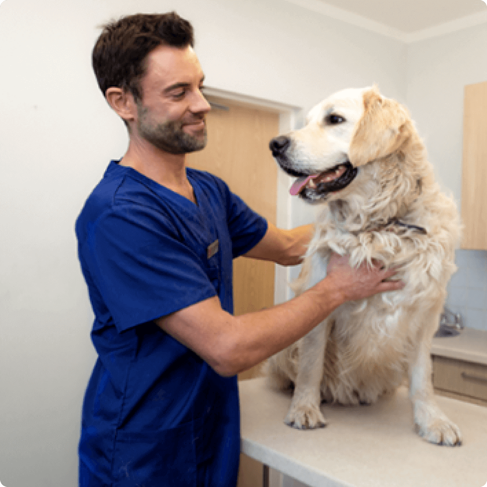 A veterinary professional in blue scrubs examining a golden retriever on an exam table. The dog appears calm as the vet carefully checks its health, creating a trusting care environment in the clinical setting.