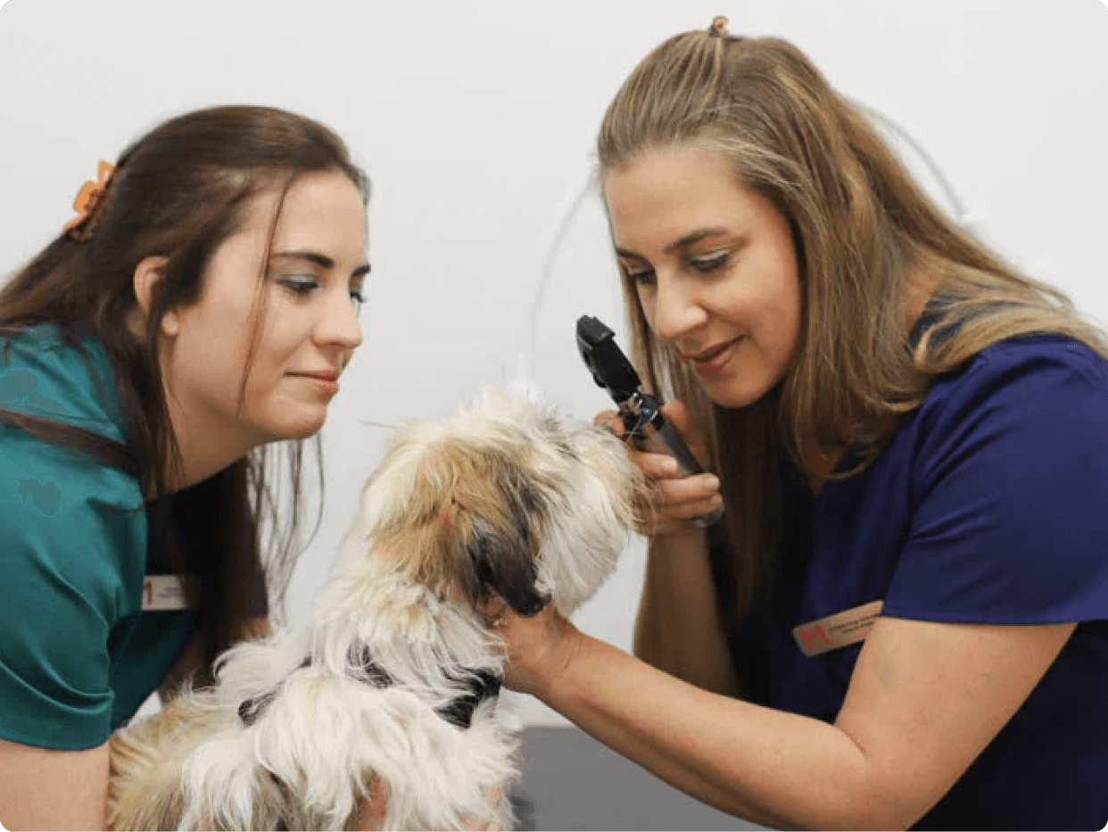 Two veterinary professionals carefully examine a small dog, using an otoscope to check its ears. One technician holds the dog steady while the other focuses on the examination, demonstrating compassion and care.
