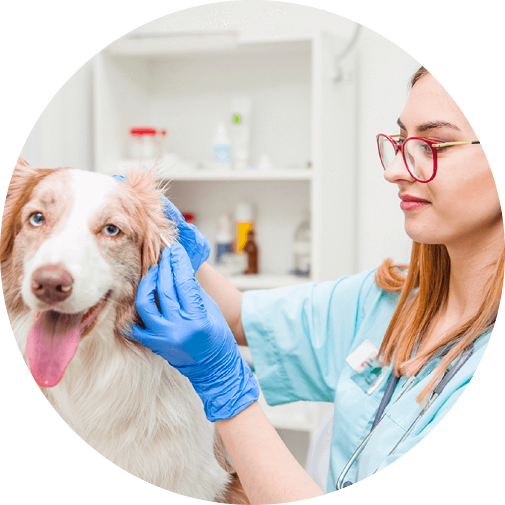 A veterinarian in blue gloves examines a dog's ears in a clinical setting. The dog appears calm, and the background shows shelves with medical supplies, emphasizing a caring environment.